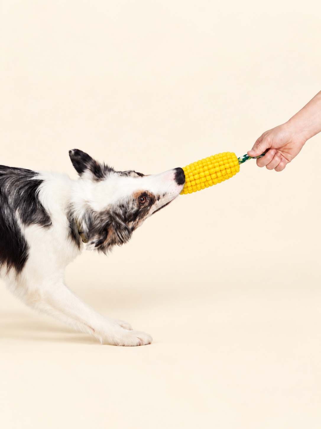 玩具 PET TOYS